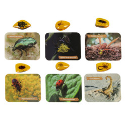 Săpături arheologice au plasat insecte în chihlimbar